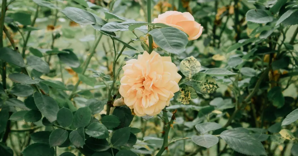 Aménager un jardin bio : Guide complet et astuces