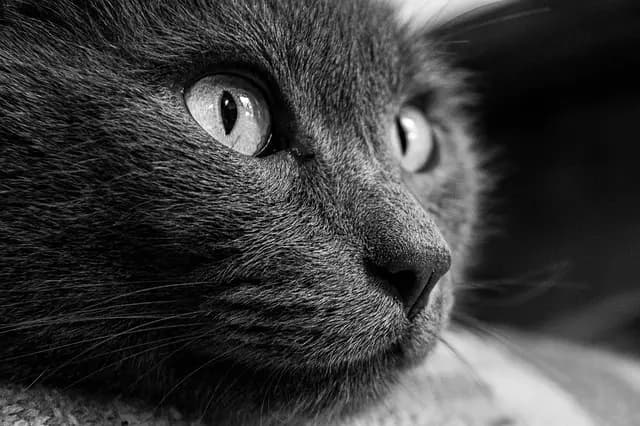 Voyager avec son animal en roadtrip en Europe